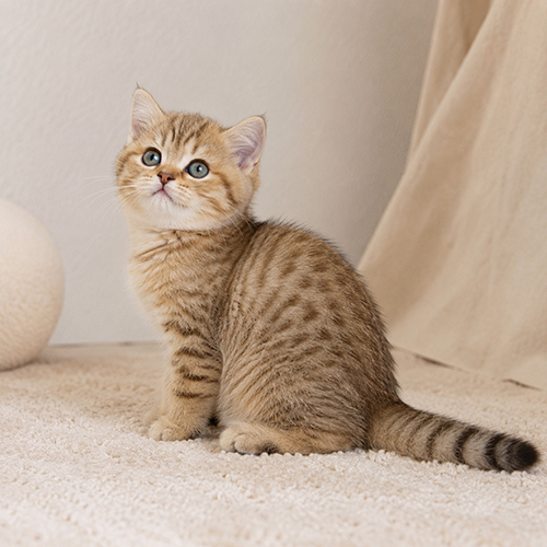 Mèo Golden ny24 con có hoa văn tabby trên nền vàng ấm