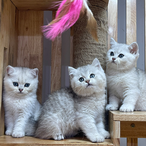 Ba bé mèo Anh lông ngắn Silver con với sắc độ lông khác nhau