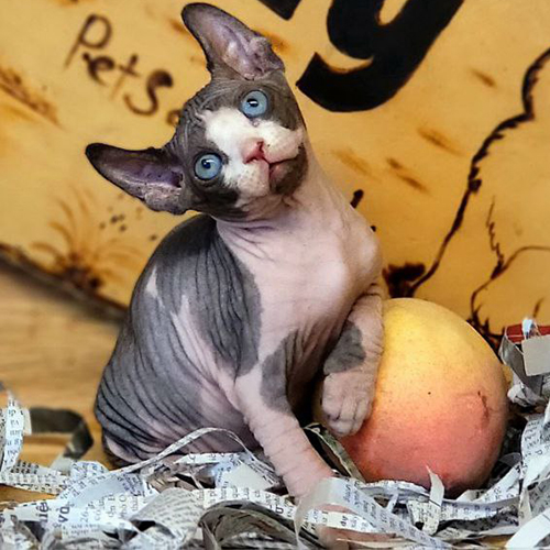 Mèo Sphynx con 2 tháng màu bicolor, mắt xanh và da nhăn