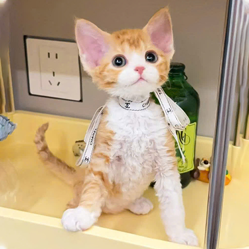 Mèo Devon Rex lông xoăn màu vàng trắng