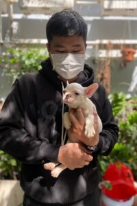 Khách hàng bế bé Bull Pháp màu kem tại Chạm Pets trong ngày bàn giao
