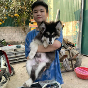 Giao bé chó Alaska đen trắng 3 tháng tuổi cho khách hàng tại Chạm Pets Family