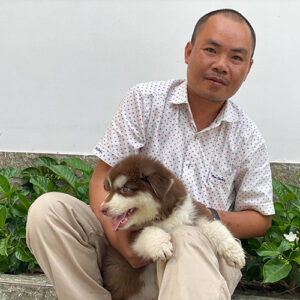 Giao bé chó Alaska nâu đỏ 2 tháng tuổi cho khách hàng tại Chạm Pets Family