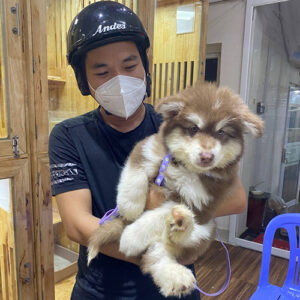 Giao bé chó Alaska nâu đỏ 2 tháng tuổi cho khách hàng tại cửa hàng Chạm Pets Family