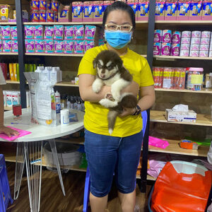 Giao bé chó Alaska nâu đỏ trắng cho khách hàng tại cửa hàng Chạm Pets Family