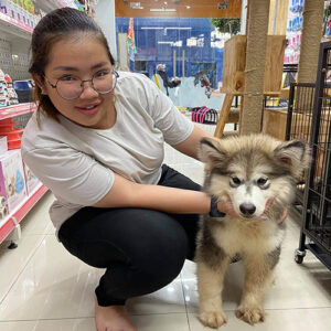 Giao bé chó Alaska xám trắng 2 tháng tuổi cho khách hàng tại Chạm Pets Family