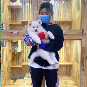 Giao bé chó Samoyed trắng cho khách hàng tại Chạm Pets Family