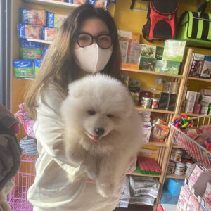 Giao bé chó Samoyed trắng cho khách hàng tại cửa hàng Chạm Pets Family