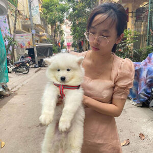 Giao bé chó Samoyed trắng cho khách hàng tại nhà từ Chạm Pets Family