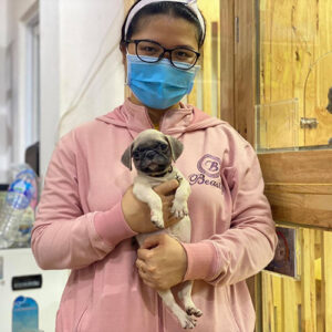 Khách hàng bế bé chó Pug con màu vàng tại Chạm Pets