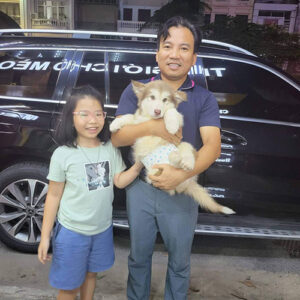 Giao chó Alaska nâu đỏ trắng cho khách hàng tại nhà, hình ảnh bàn giao thực tế từ Chạm Pets Family