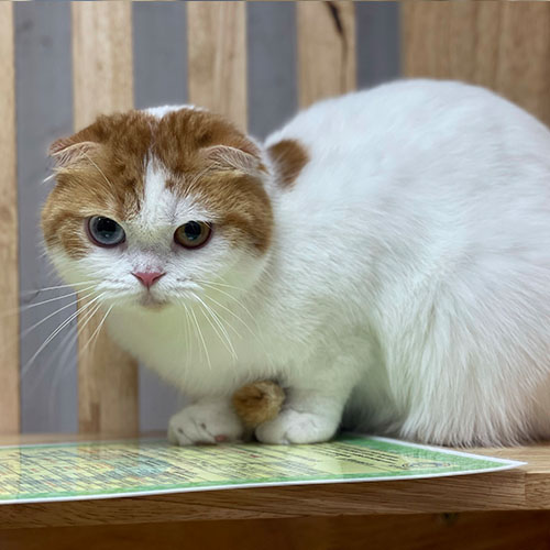 Mèo Scottish Fold minh họa yếu tố giấy tờ và nguồn gốc