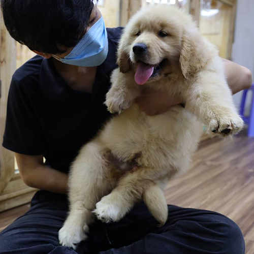 Nhân viên bế Golden Retriever đực minh họa yếu tố giới tính