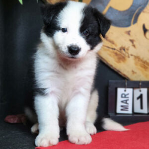 Chó Border Collie con màu đen trắng