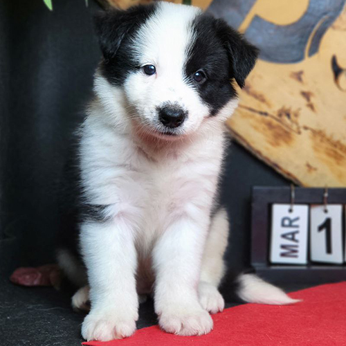 Chó Border Collie con màu đen trắng