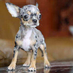 Chó Chihuahua lông ngắn tai dựng, thân hình nhỏ gọn và lanh lợi