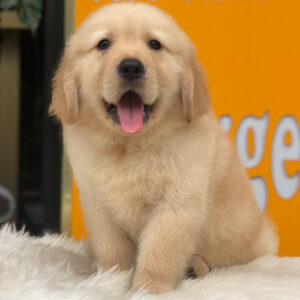 Chó Golden Retriever con lông vàng, gương mặt thân thiện