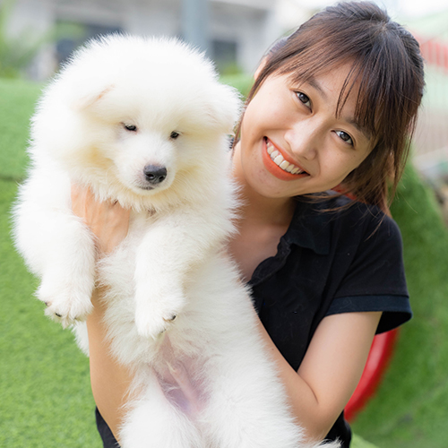Chó Samoyed con trắng xù được bế, thể hiện tính cách thân thiện và quấn chủ