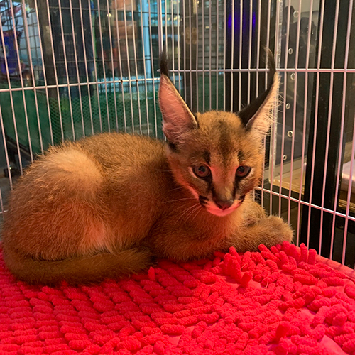 Mèo Caracal minh họa nhóm giống mèo hiếm có giá cao