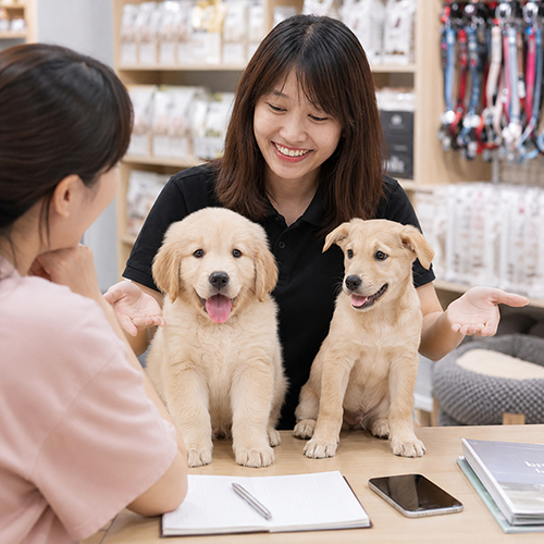Nhân viên tư vấn phân biệt Golden thuần chủng và Golden lai cho khách hàng