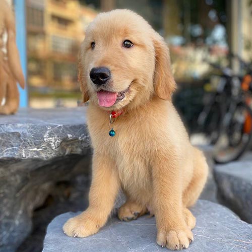 Chó Golden Retriever con minh họa yếu tố nguồn gốc và giấy tờ