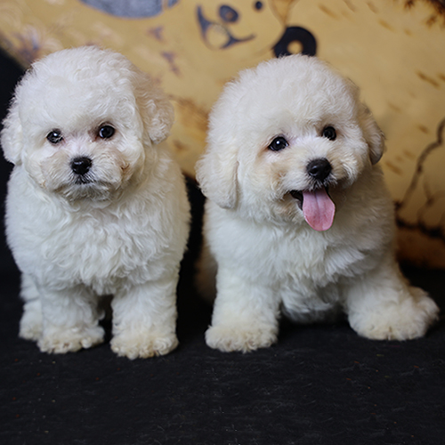Hai bé chó Bichon Frise con lông trắng đứng cạnh nhau