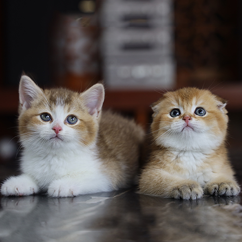 Hai bé mèo Anh lông ngắn màu golden nằm cạnh nhau, một bé có hoa văn tabby rõ hơn