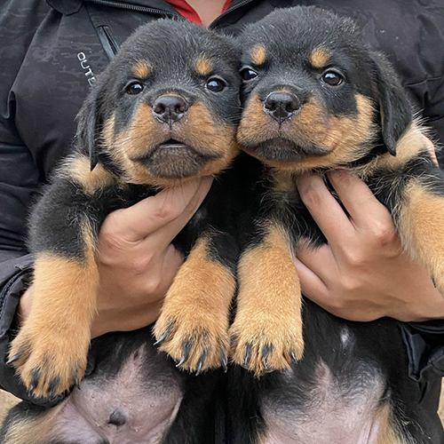 Hai bé chó Rottweiler con màu đen vàng được bế cạnh nhau