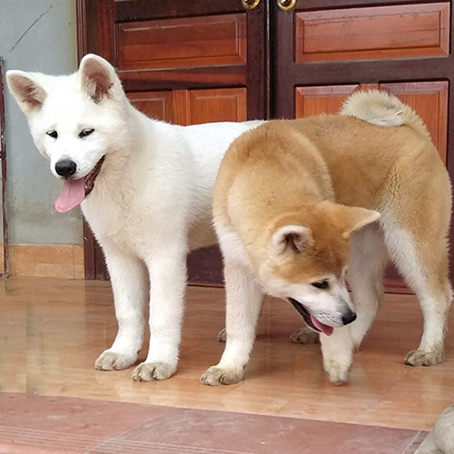 Hai chó Akita con màu trắng và đỏ trắng đứng trước cửa nhà