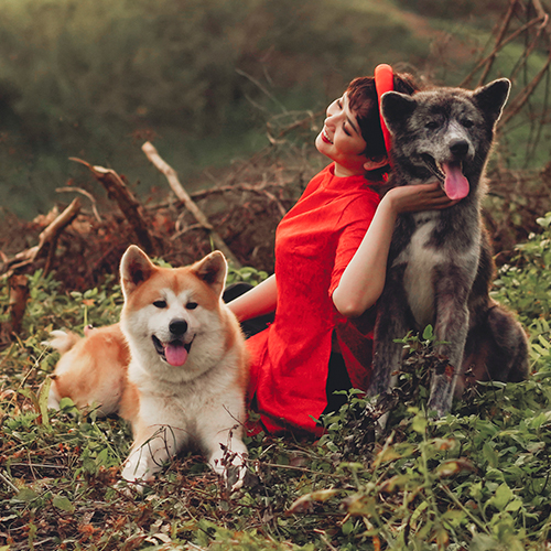 Hai chó Akita màu đỏ trắng và vện ngồi cạnh người nuôi ngoài trời