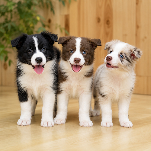 Ba chó Border Collie con với màu lông khác nhau