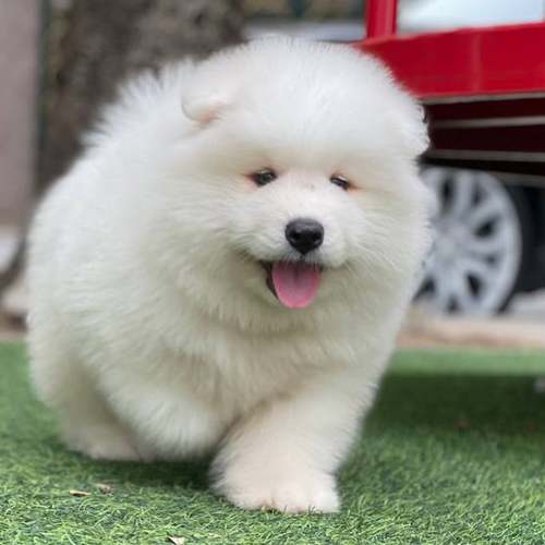 Hình ảnh chó Samoyed con trắng bông xù với khuôn mặt vui vẻ