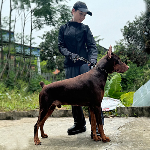 Chó Doberman Pinscher màu nâu đỏ đứng nghiêng, dáng cao và thân hình săn chắc