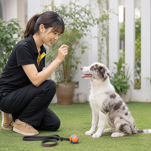 Chó Border Collie con ngồi nghe lệnh khi huấn luyện