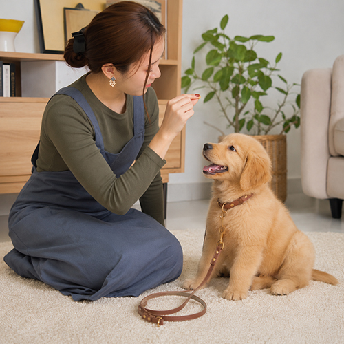 Chó Golden Retriever con được huấn luyện bằng phần thưởng