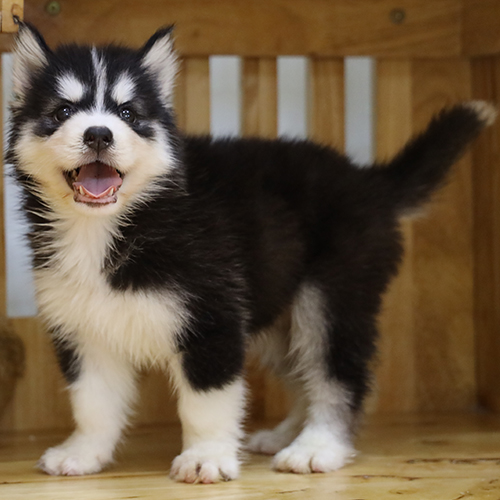Husky con 2–3 tháng tuổi đen trắng lông dày