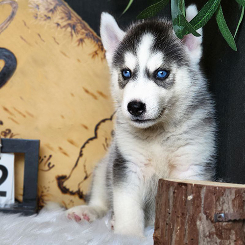 Husky con 2–3 tháng tuổi mắt xanh trong bài giá chó Husky