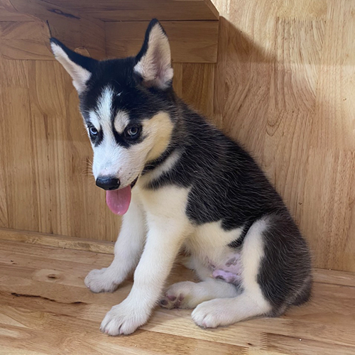 Husky con đen trắng trong phần lưu ý khi mua chó Husky giá rẻ
