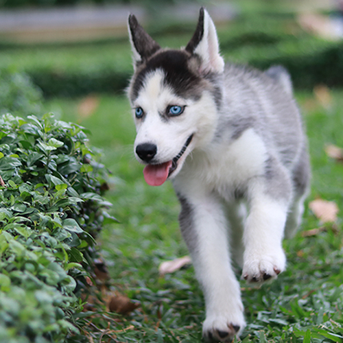 Husky con mắt xanh đang đi lại ngoài sân