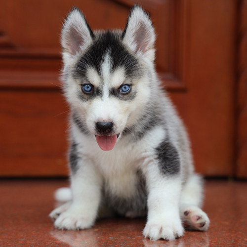 Husky con đen trắng mắt xanh trong phân khúc giá pet