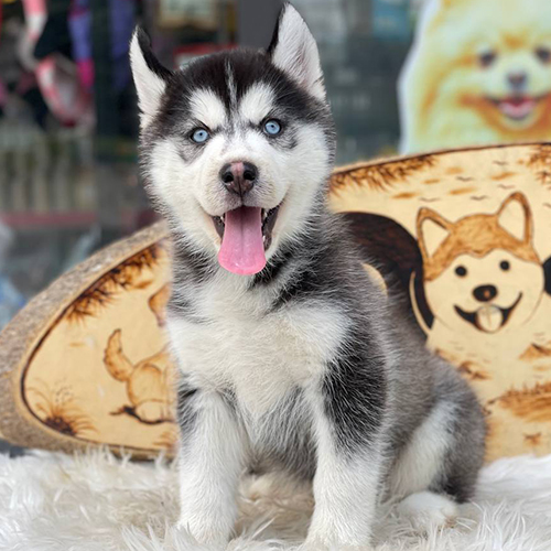 Bé Husky đen trắng cái 3 tháng tuổi thuần chủng tại Chạm Pets