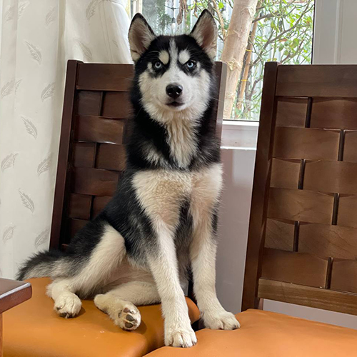 Husky đen trắng cái trưởng thành trong bài giá chó Husky