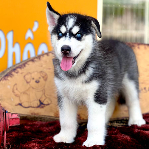 Husky đen trắng mắt xanh form đẹp trong phân khúc giá cao hơn