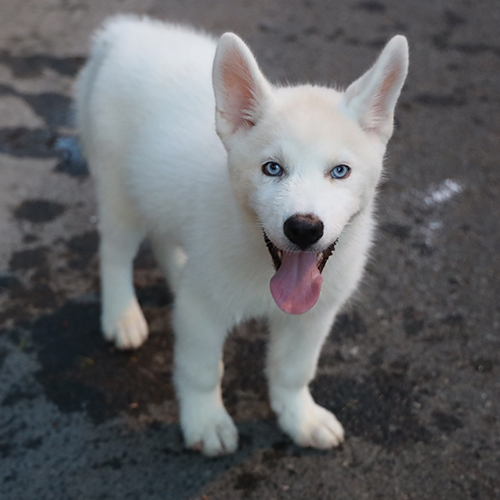 Husky trắng mắt xanh trong phần màu lông và màu mắt ảnh hưởng đến giá