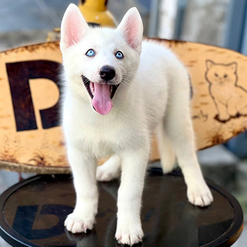 Husky trắng mắt xanh trong nhóm màu được nhiều người tìm