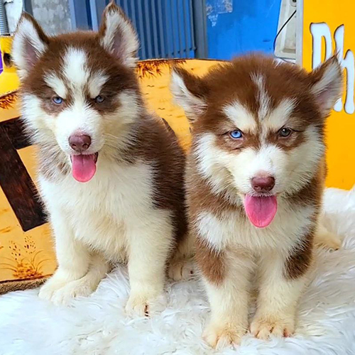 Hai bé Husky Wooly nâu đỏ 2 tháng tuổi trong bài giá chó Husky