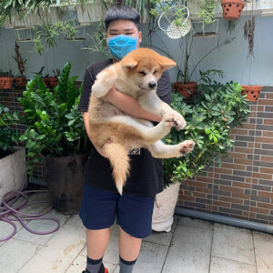 Khách bế bé chó Akita vàng trắng trước khi đón về nhà từ Chạm Pets Family