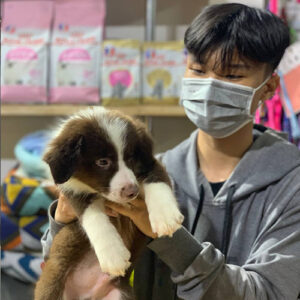 Khách hàng bế bé Border Collie con nâu trắng trong buổi bàn giao tại Chạm Pets