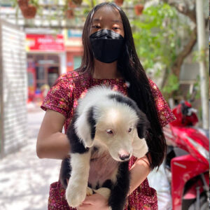Khách hàng bế bé Border Collie con đen trắng trong buổi bàn giao ngoài trời