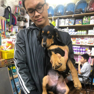 Khách hàng bồng bé chó Doberman con tại Chạm Pets để kiểm tra thực tế trước khi đón về